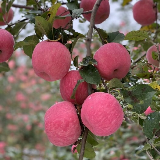 洛川县[洛川扶贫项目]陕西洛川现摘现发红富士苹果新鲜水果脆甜包邮
