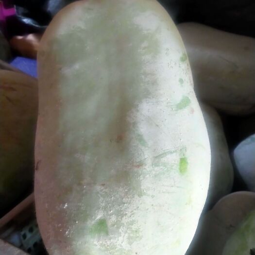 资阳白冬瓜