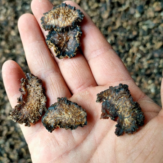 鱼台县特色食材核桃菌猴脑菇切片产地批发零售