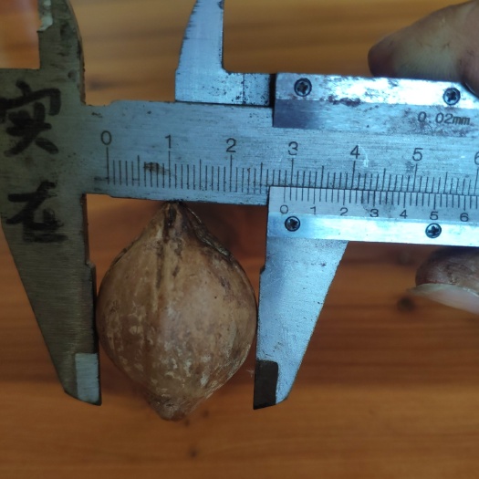 罗定市黑橄榄苗 工艺榄苗(茶山王)