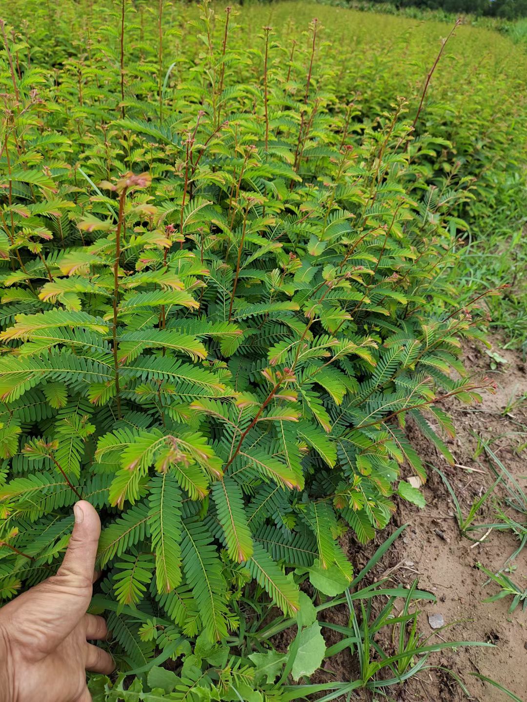 余甘果苗，滇橄榄直生苗，嫁接苗
