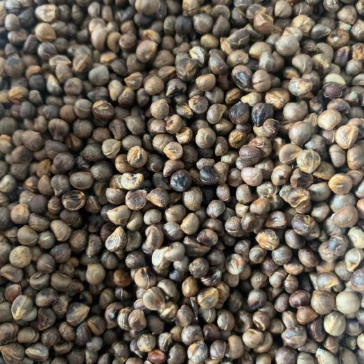 白蔹种子，白心高含量白蔹，老表叫它山番薯