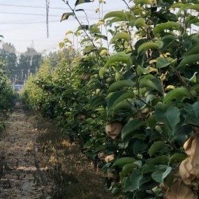 中秋过后,玉露香梨树苗大量上市,预定的客户抓紧时间了!
