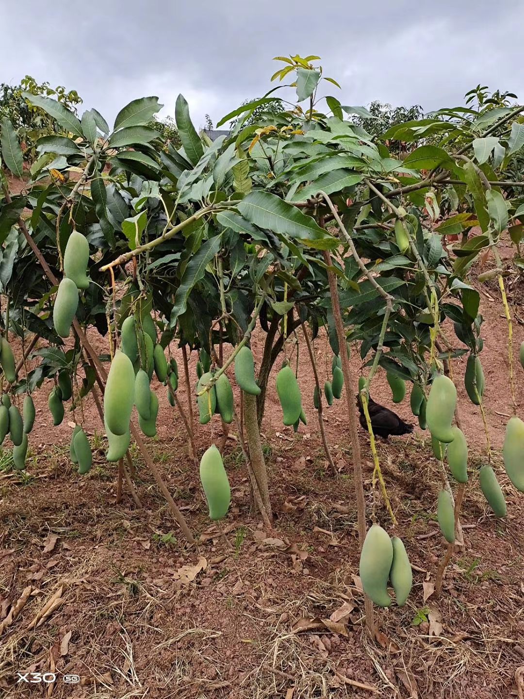 芒果，象牙芒，晚熟芒果，金煌芒，鹰嘴芒，支持线上交易，