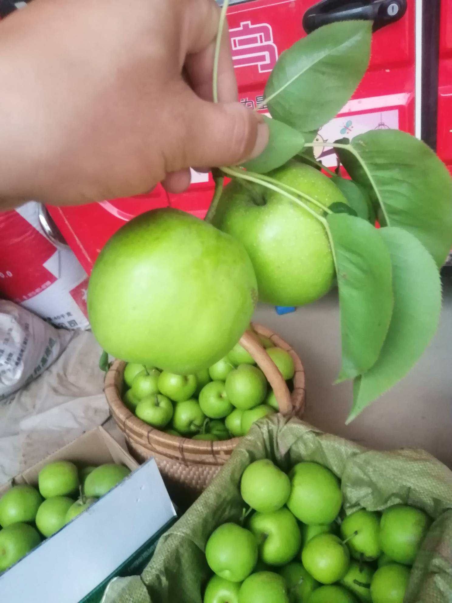 酥翠一号梨  特优早熟梨，果品端正，肉质细腻，丰产性高！