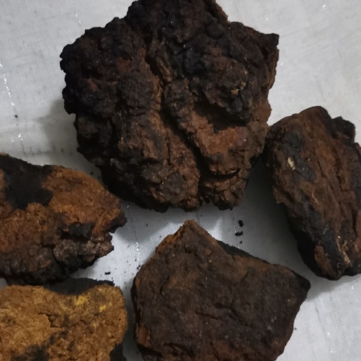 威海桦树茸