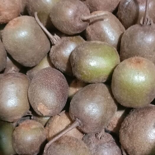 正安县野生猕猴桃