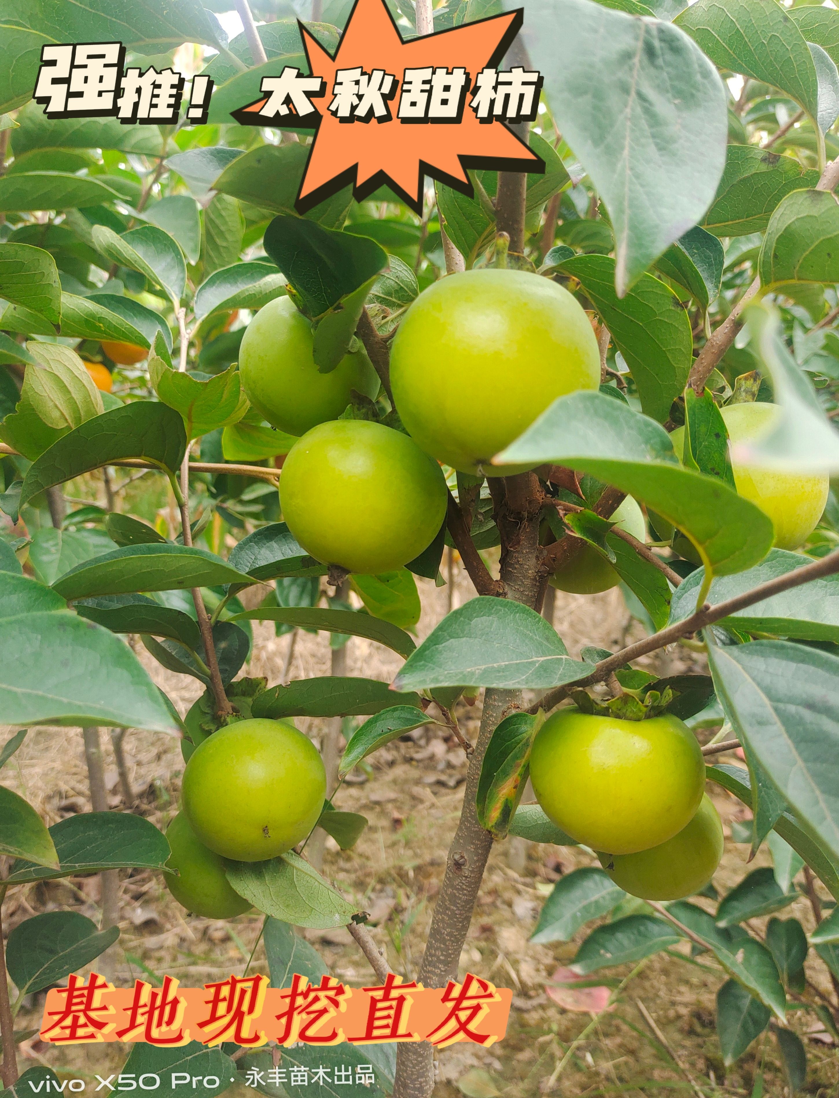 睢县太秋甜柿，特优的一个柿品，品种纯正，基地现挖直发，
