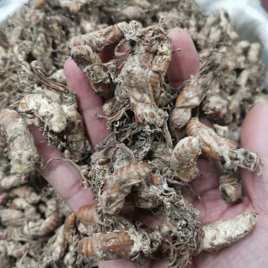 金蝉花  蝉花  知了花【假一赔十】