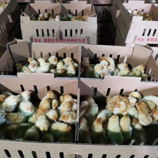 枣阳市江汉黄鸡苗