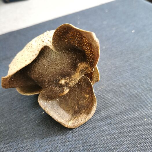 新会 三年陈陈皮青皮