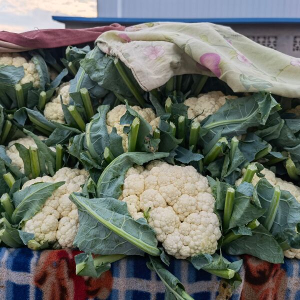 精品菜花 面白 花紧现在是露天种植物虫眼适合各大市场超市电商