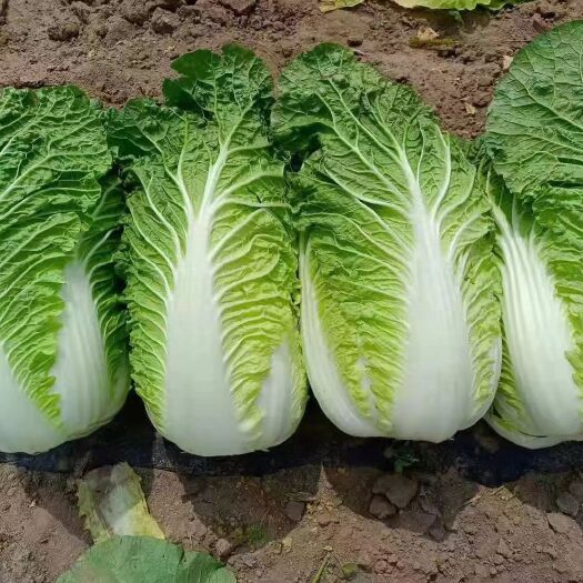 肇州县东北黄心大白菜，市场菜，567斤，酸菜厂，泡菜厂678斤重，