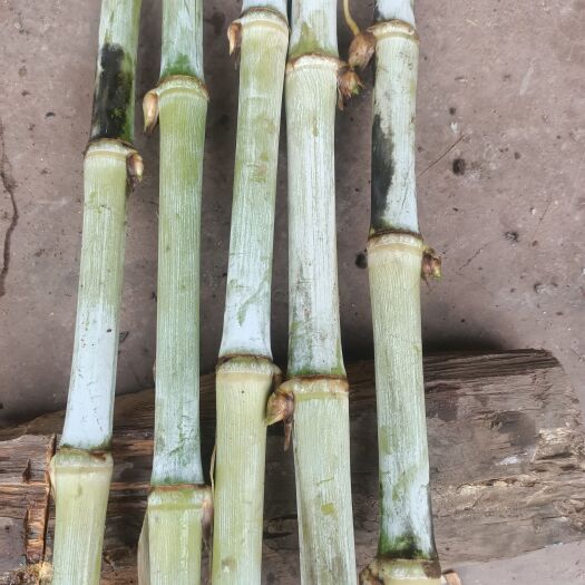 墨江县耐寒耐热多年生草本植物，包含多重营养成分。产量高牛羊适口性好