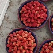 奶油草莓宁玉，妙香等将大量上市