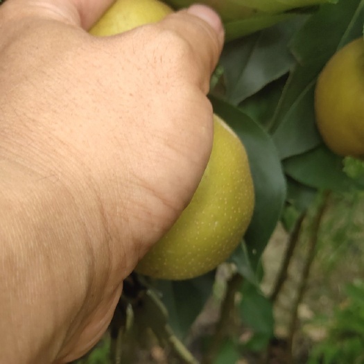 绛县秋月梨树苗秋月梨梨树苗梨树梨树苗玉露香梨树苗红香酥梨树苗