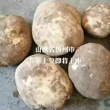 土豆
