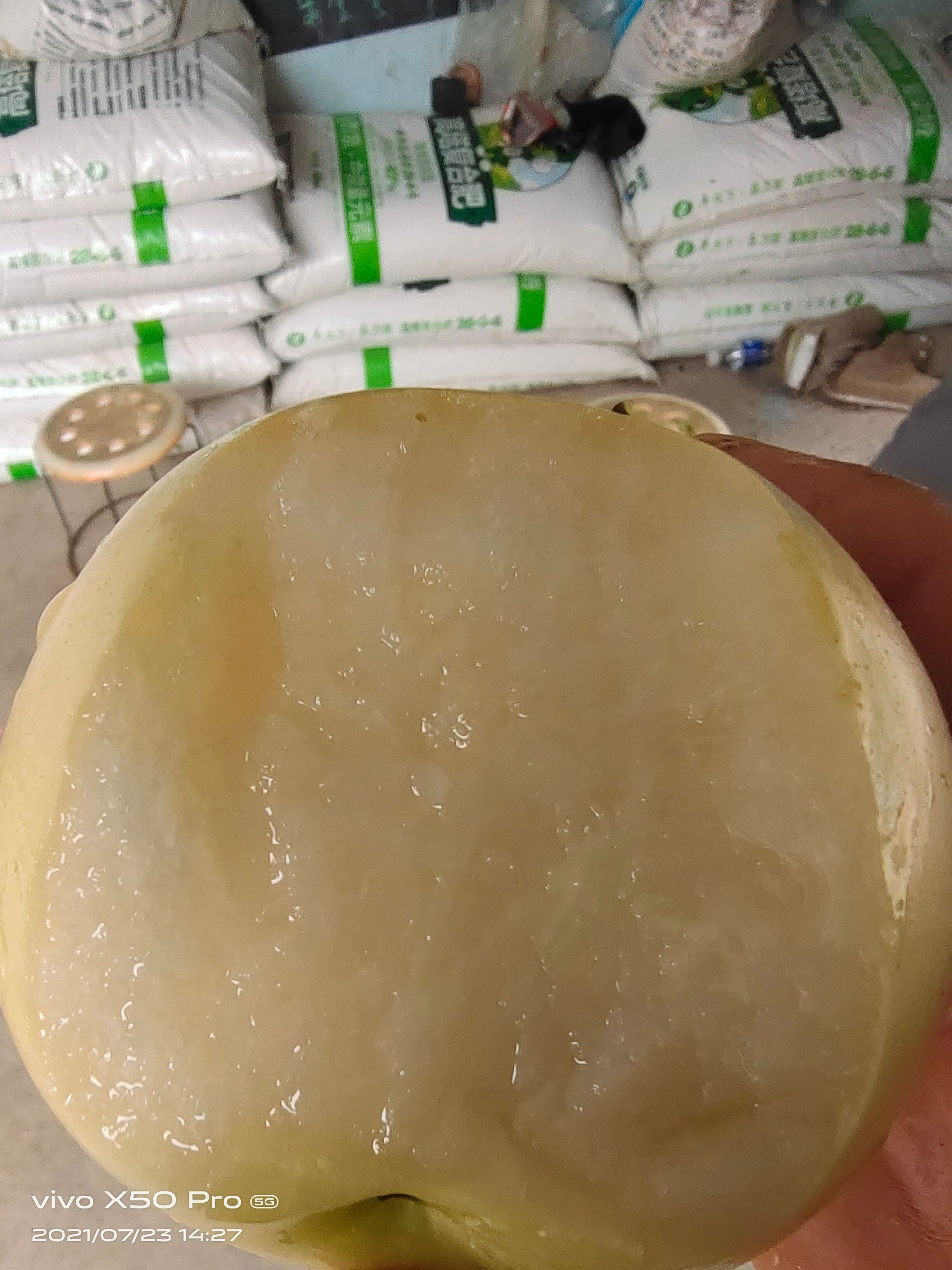 酥翠一号梨  特优早熟梨，果品端正，肉质细腻，丰产性高！
