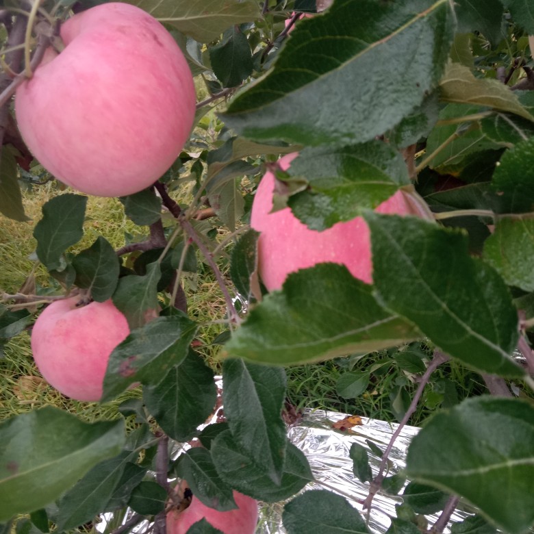 高原紅蘋(píng)果