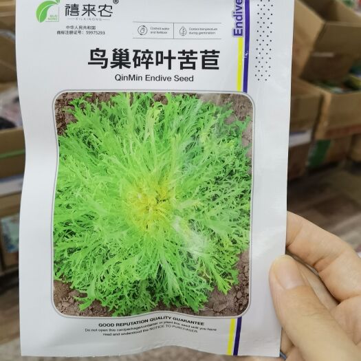 西安黄心细叶苦菊种子小叶碎叶苦苣种籽花叶沙拉生菜四季阳台盆栽