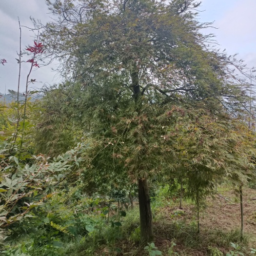 余姚市供应羽毛枫