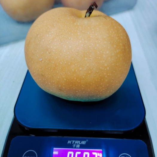 睢县新华梨：特优的中晚熟品种，果品端正，肉质细腻，口感好丰产性高