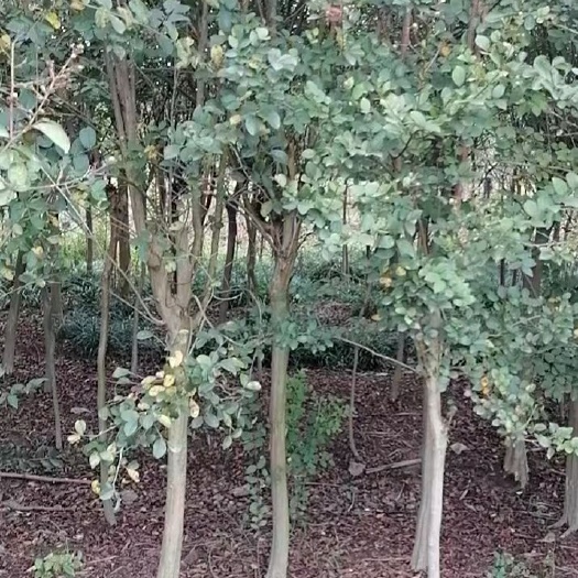 潢川县4-8公分百日红紫薇批发
