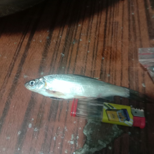 淡水冻板饲料鱼