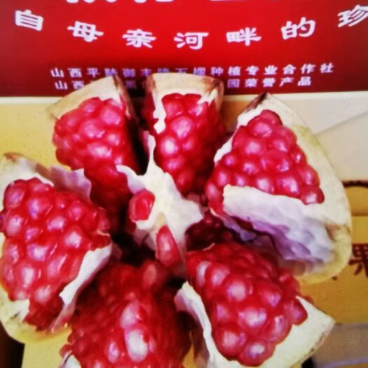 平陆县突尼斯软籽石榴