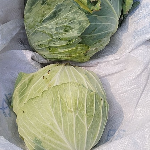通许县包菜 小平包
