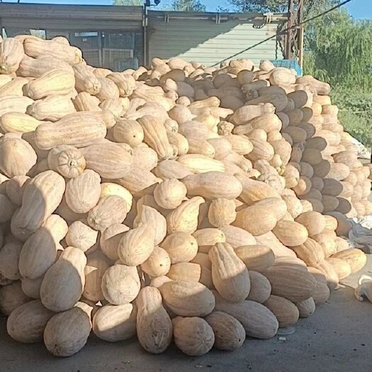 菏泽金韩密本南瓜  密本南瓜 大量供应