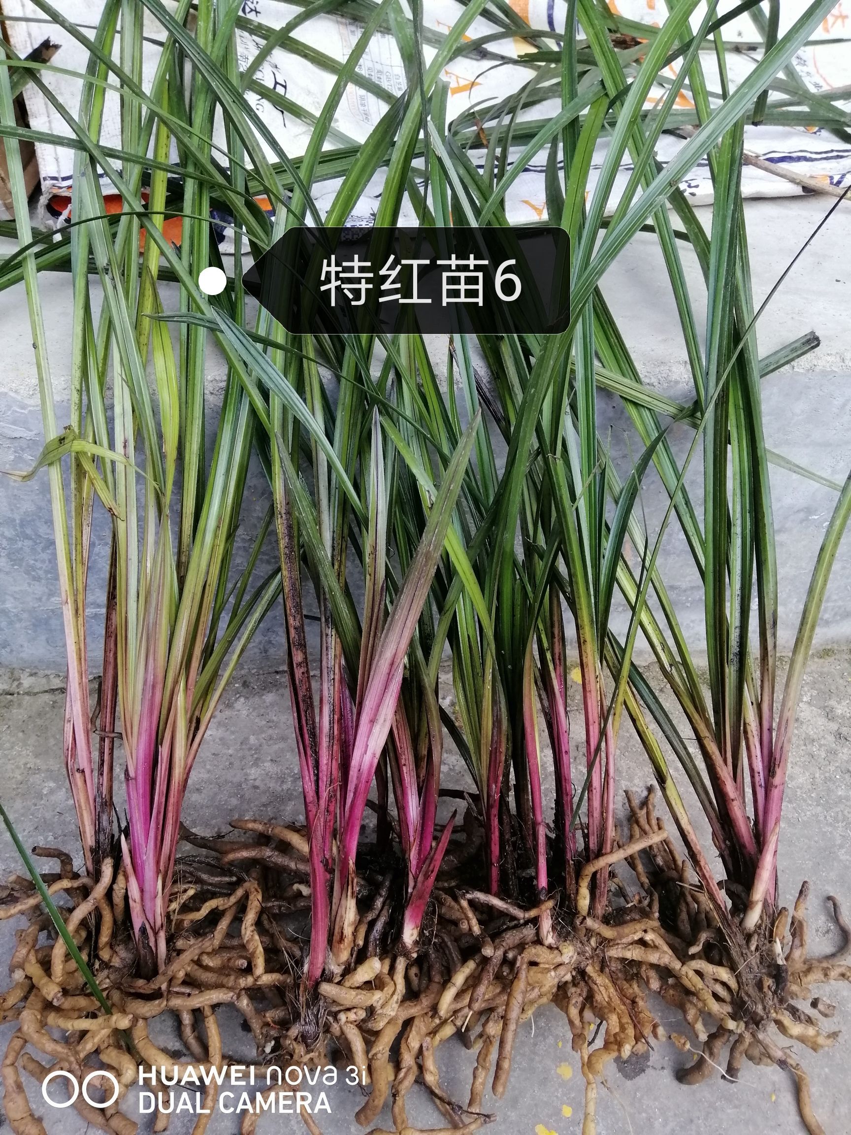 落坡红香妃