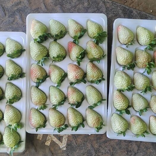 会泽县蒙特瑞草莓