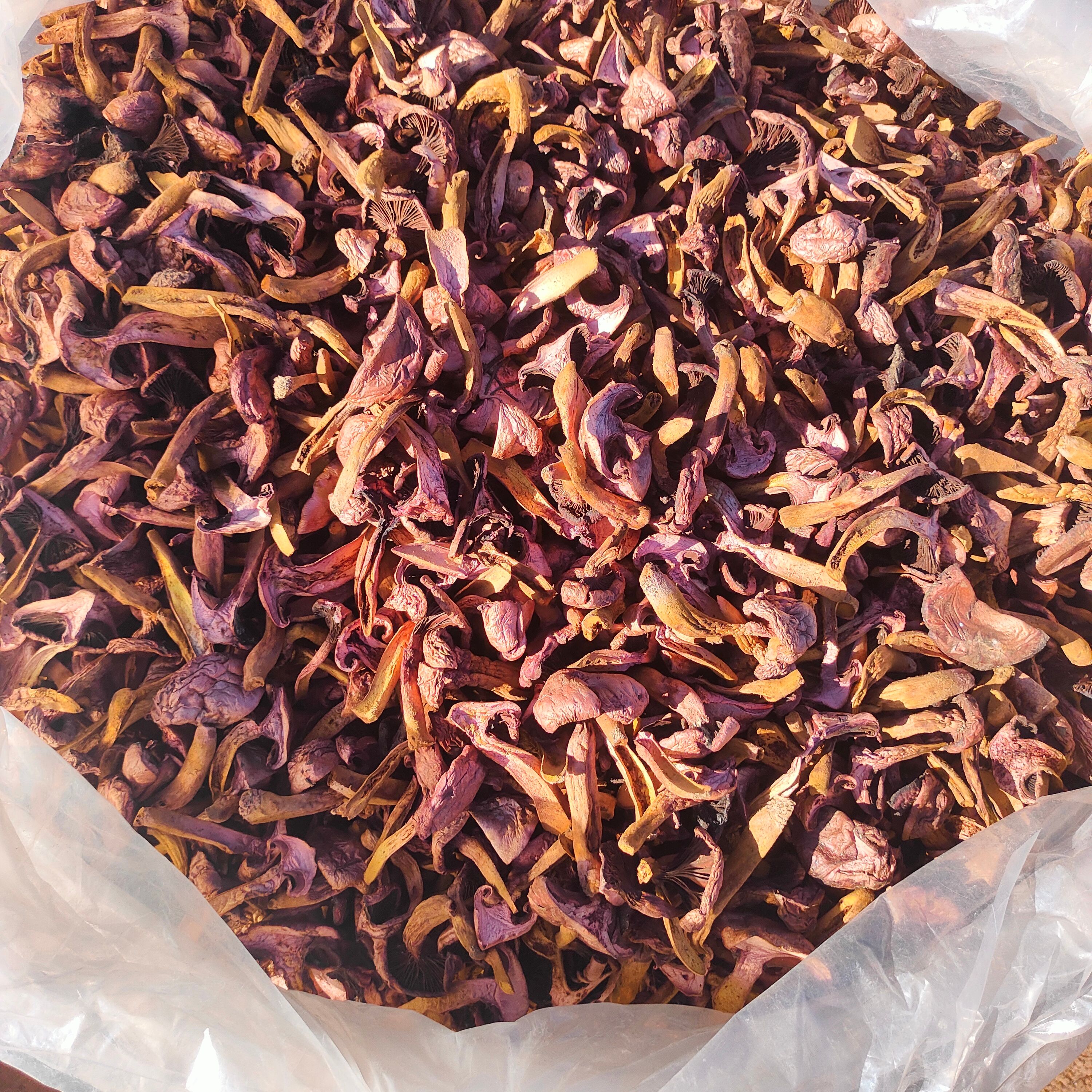 铆钉菇，红蘑，鸡血蘑，肉蘑