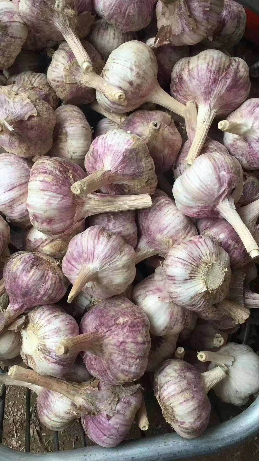 蒜种，蒜