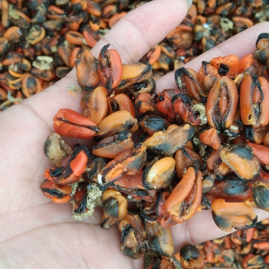 海虹（淡菜干）中小个头！干度足干！电商跑江湖赶集地摊专款！