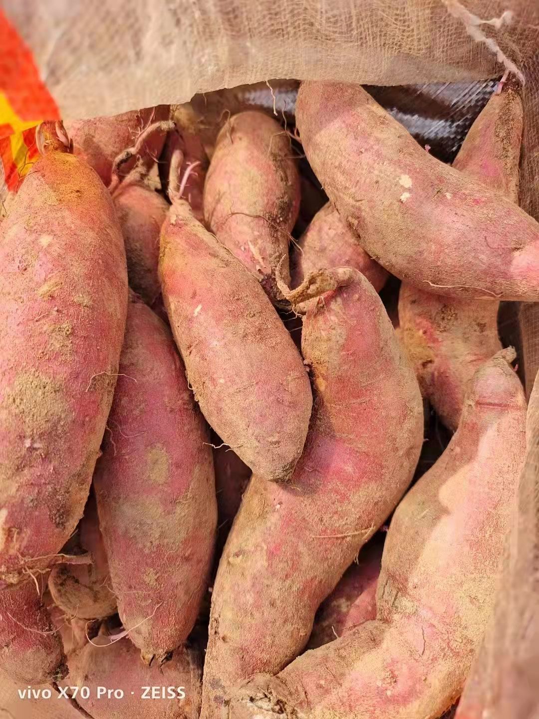 莒县山东红薯产地批发大量各种优质红薯