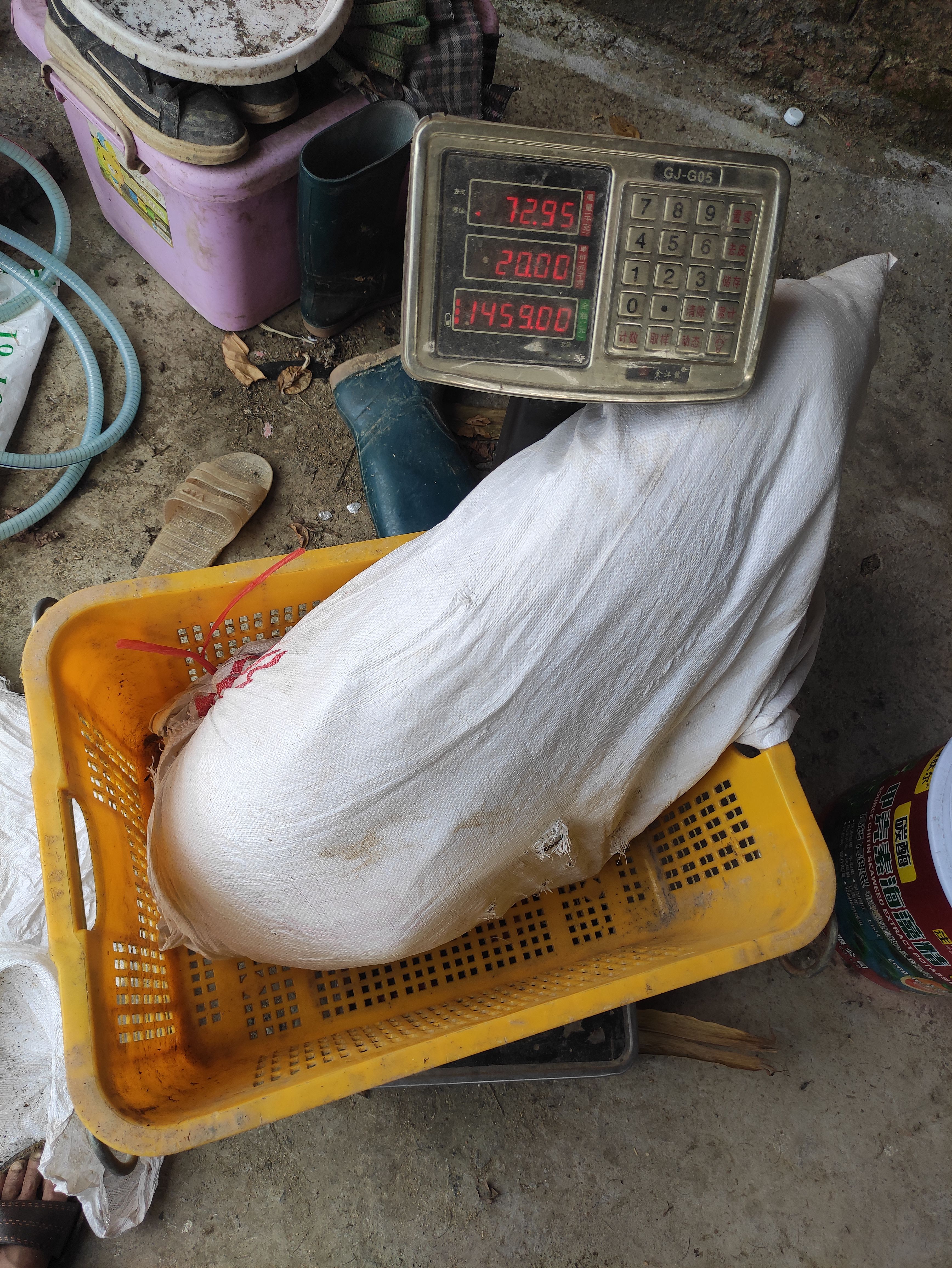 香猪肉