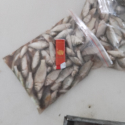 陈巴尔虎饲料鱼