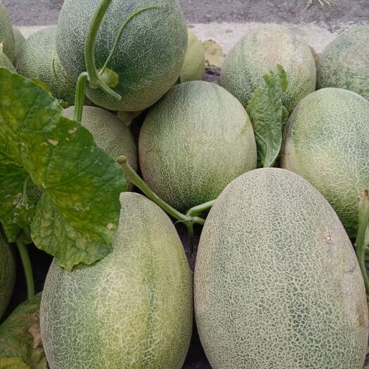 太康县自家种植的哈密瓜，正在批发中