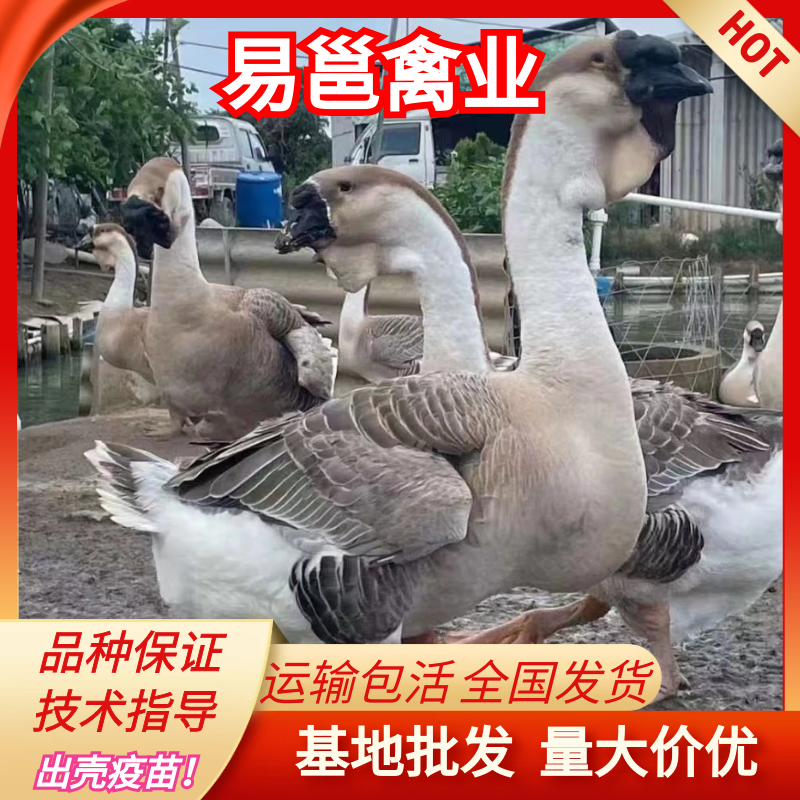 易邕禽業(yè)