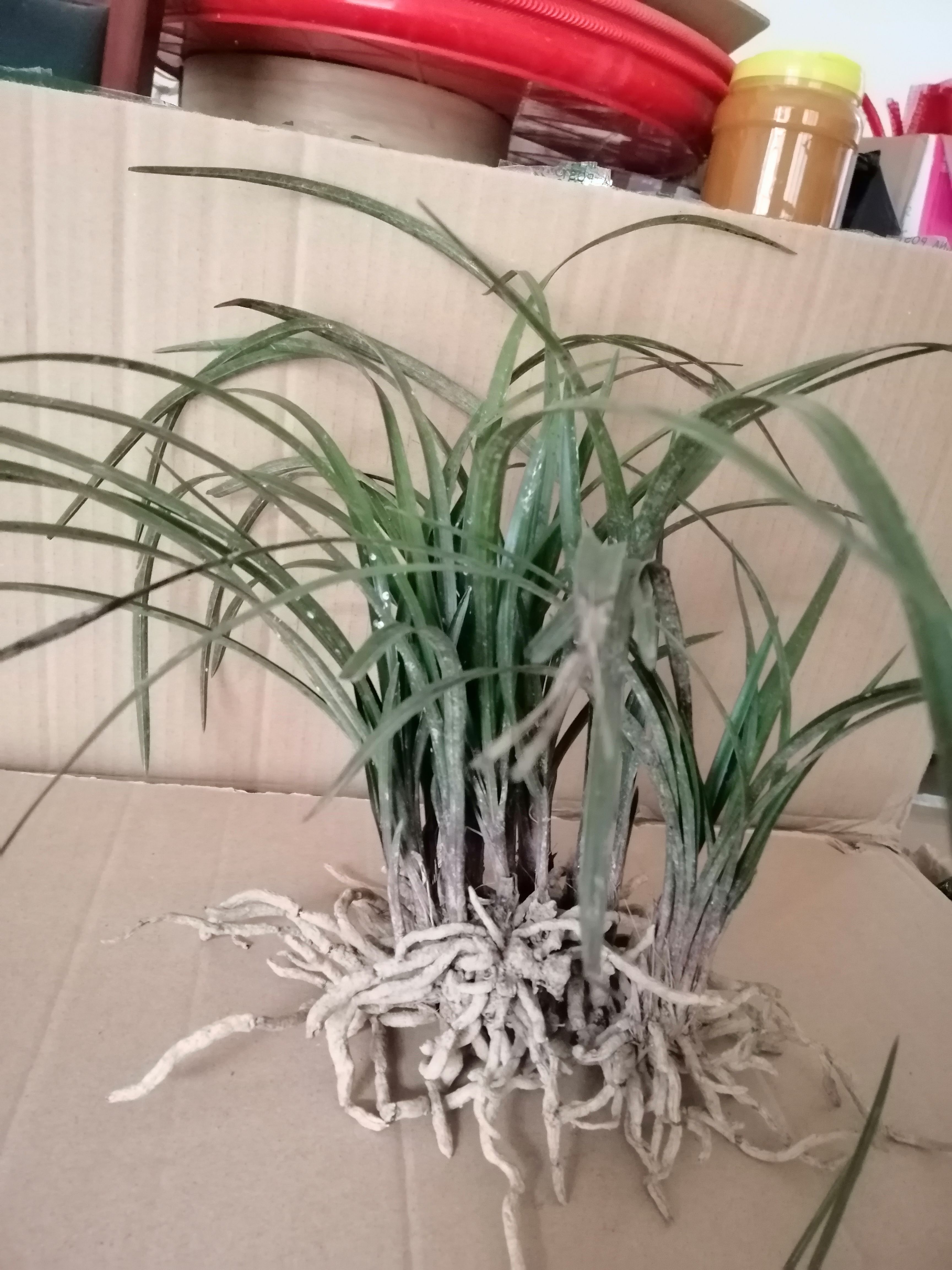 落坡红香妃