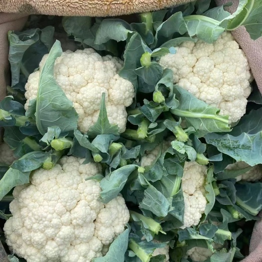邯郸河北邯郸精品菜花  散花