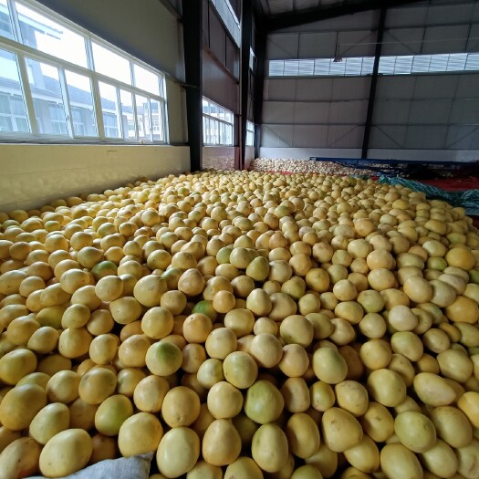成都福建平和蜂糖红心蜜柚