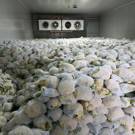 滦南县菜花