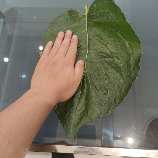 襄樊三倍体杜仲苗