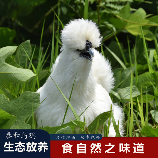 泰和县（活禽）原种泰和乌鸡180天散养包邮