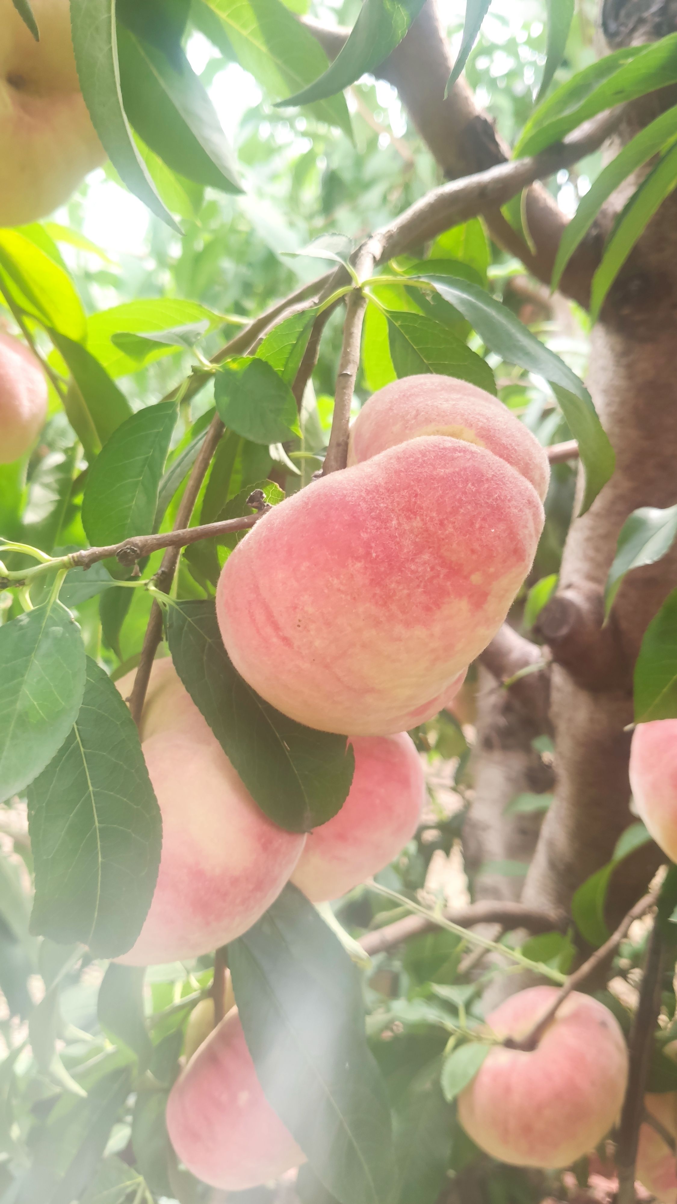 毛扁桃