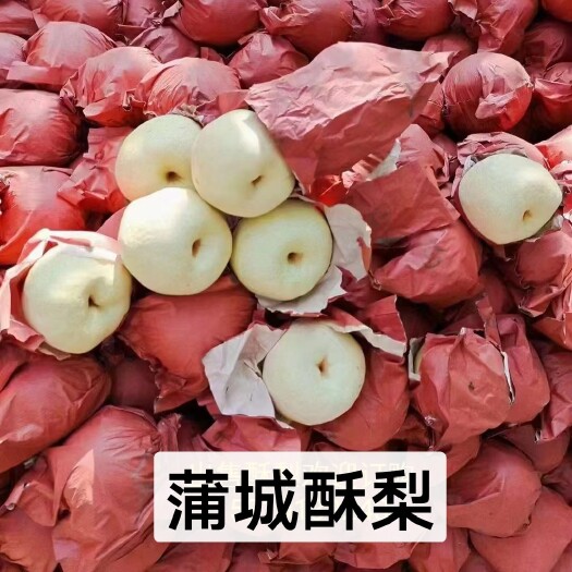 蒲城县大家好我是陕西蒲城县人，我的家乡酥梨大量上市，需要的老板联系