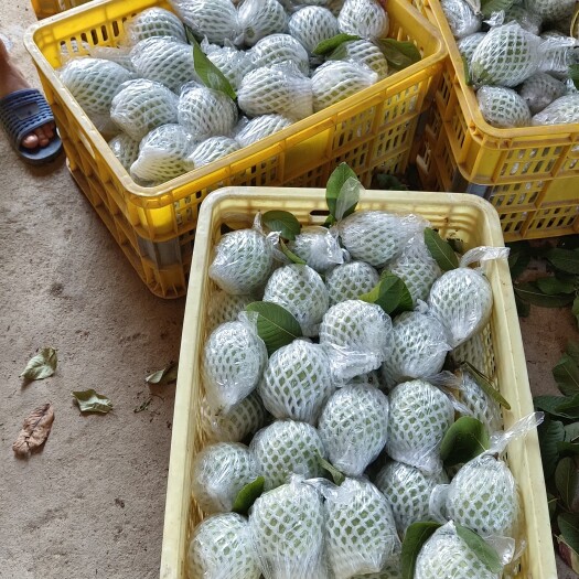 北流市产地红心芭乐番石榴